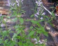 scutellaria lateriflora 4.jpg